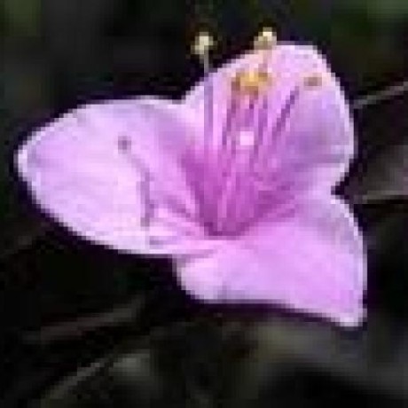 Github Shoumikhin Elf Hook Elf Shared Library Import Table Patching - Dark Illustration Collection - Ultra HD Quality