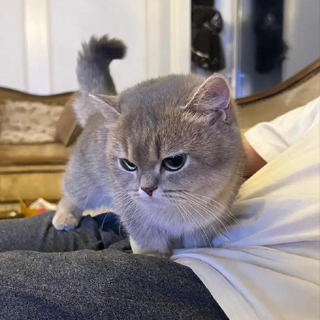 Tobras Tobbe Github - Modern HD Geometric Backgrounds | Free Download