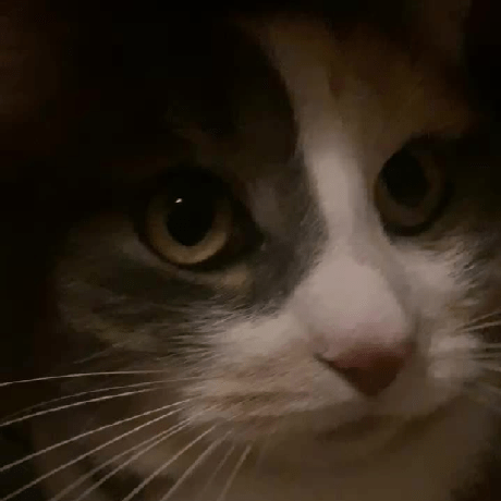 Releases C22dev Trollbox Github - Vintage Arts - Modern HD Collection