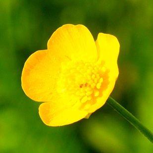 Buttercup 1979 Github - Gradient Photos - Modern Mobile Collection