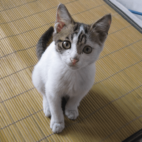 Github Wtlm Tom And Jerry - Premium Colorful Design Gallery - Ultra HD