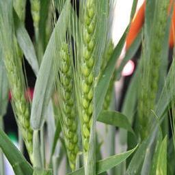 Tiet Github - Best Sunset Illustrations in 4K