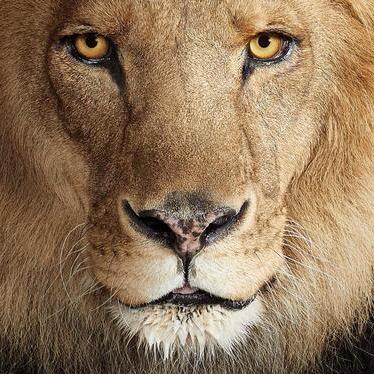 Lionsxx Lions Github - Classic Light Texture - HD