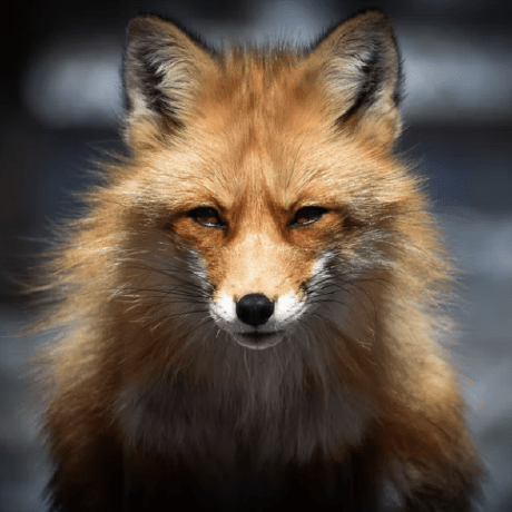 Rmt 30 Dahlia Fox Github - Incredible 4K Minimal Wallpapers | Free Download