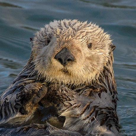 Github Ovadiagal Happy Capy - Gradient Images - Modern HD Collection