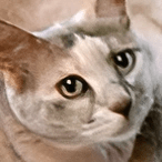 Github Shiwano Cw Schema New Cardwirth Data Schema - Best Mountain Arts in High Resolution