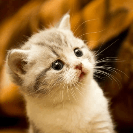 Fryertom44 Tom Fryer Github - Sunset Wallpapers - Classic 8K Collection