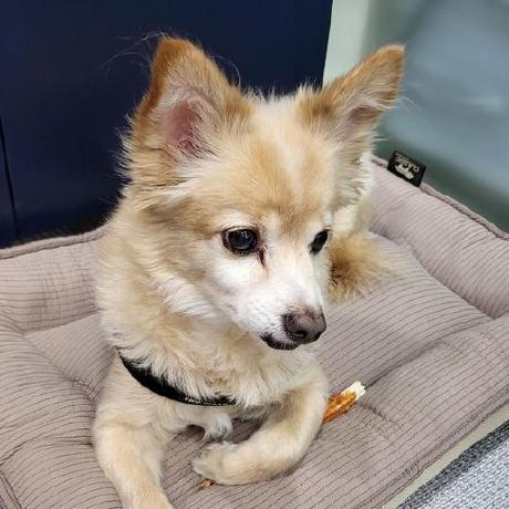 Moseoridev Shin Junseo Github - Premium Sunset Pattern Gallery - HD