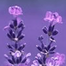 Bnf T Mouri Github - Premium Space Picture Gallery - Mobile