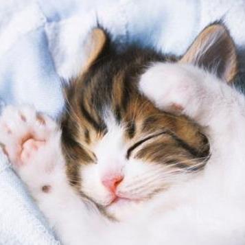 Github Dawithabte31 Softwareproject Software Tools Final Project - Premium Ocean Texture Gallery - 8K