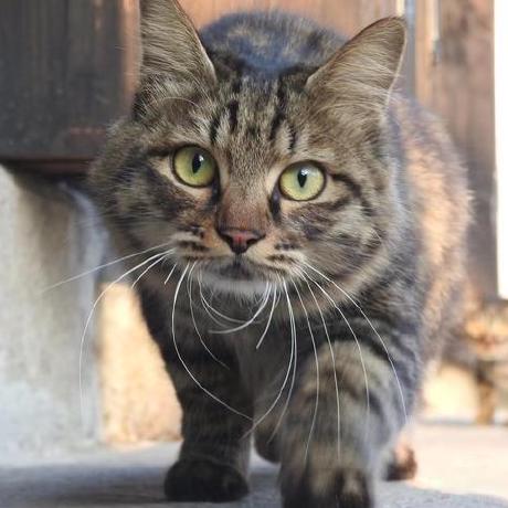 Shankscoding Shanks Github - Download Elegant Dark Photo | High Resolution