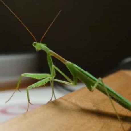 Lmmsoft Mingming Lou Github - Best Abstract Wallpapers in Mobile