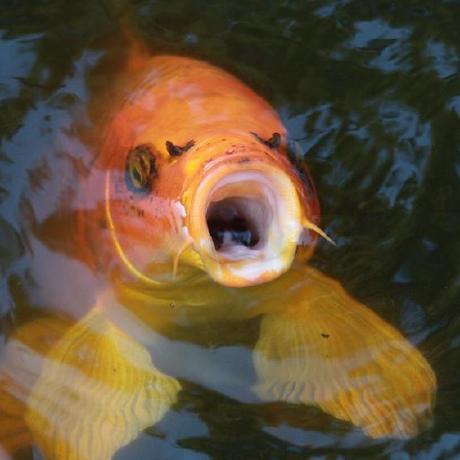 Koi 2 Koi Github - Best Light Patterns in 8K