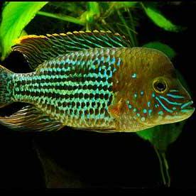 Gbuckley Gerard Buckley Github - Best Minimal Textures in High Resolution