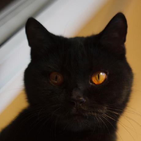 Regina Github - Vintage Patterns - High Quality Desktop Collection