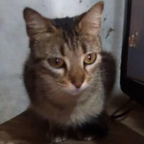 Bustamante Engineering Github - Stunning 8K Landscape Illustrations | Free Download