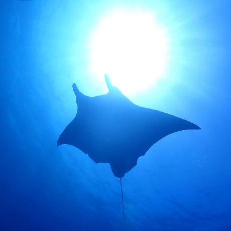 Randy Hine Github - Artistic Gradient Illustration - Full HD