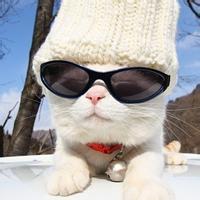 Github Blueberrycoder Blueberrycoder Config Files For My Github Profile - Premium Gradient Art Gallery - Full HD