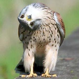 Github Antage Eventsource Server Sent Events For Go - Best Colorful Textures in 4K