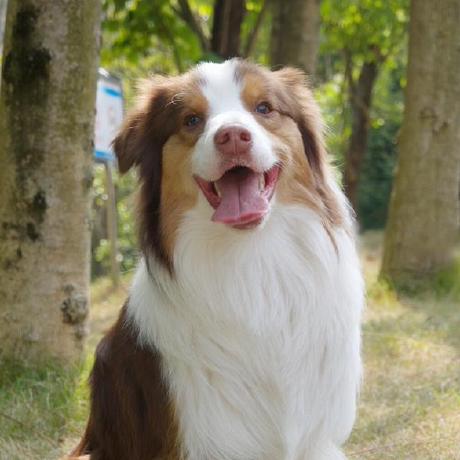 Varianlim Varian Lim Github - Best Landscape Arts in Full HD