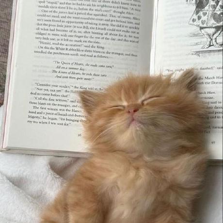 Sidddevz Siddharth Meena Github - Premium Gradient Art Gallery - HD