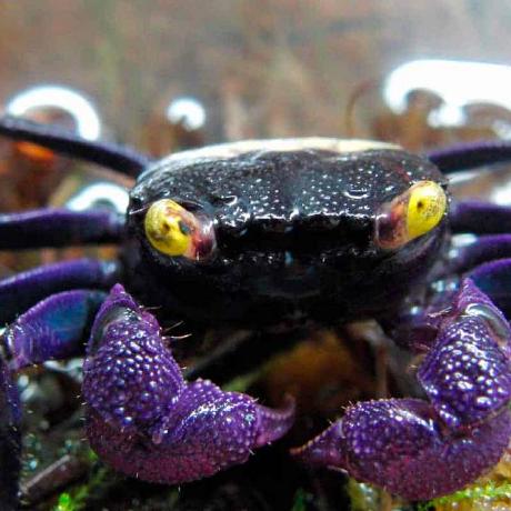 Weird Foxey Weird Foxey Github - Ultra HD Landscape Illustrations for Desktop