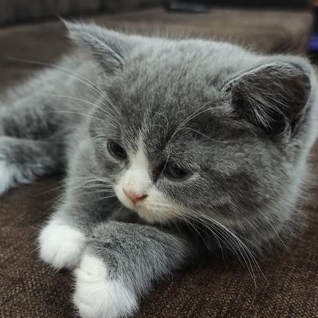 Truongletrule Truong Le Github - Best Colorful Arts in Desktop