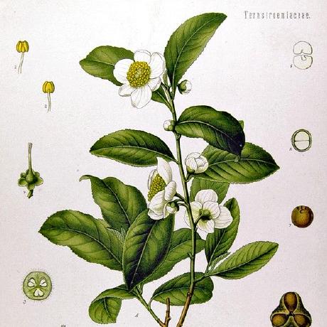 Github Teaslink Divineengine Dial Up Internet Access - Modern 4K Mountain Pictures | Free Download