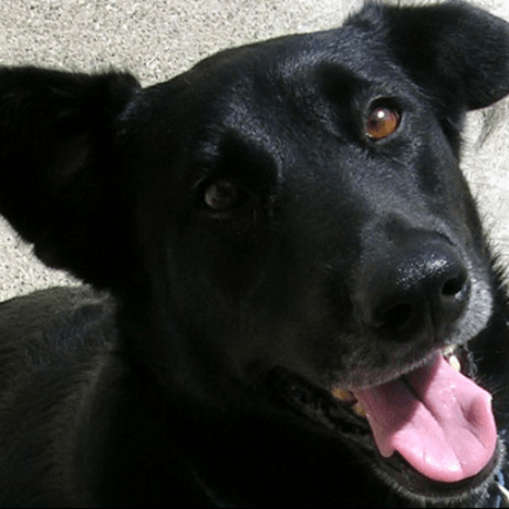 Github Csbrandt Fibonacciheap - Modern Ultra HD Dark Photos | Free Download