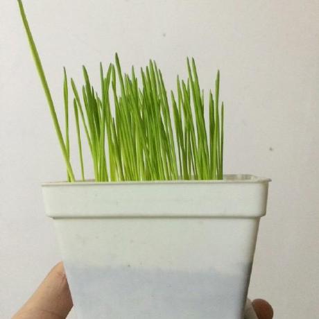 Dongwangrobbie Dong Wang Github - Download Amazing Sunset Design | 4K