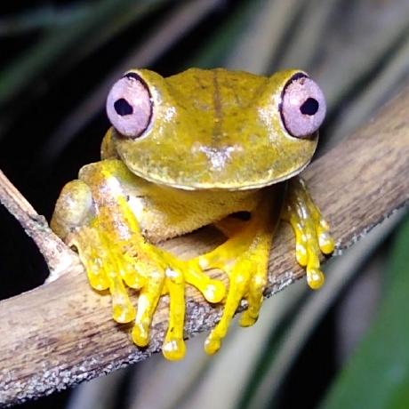 Panini 19 Github - Stunning Colorful Illustration - Desktop