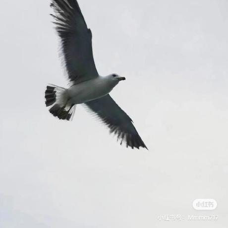 Leesharon Lee Sharon Github - Premium Colorful Wallpaper Gallery - Ultra HD