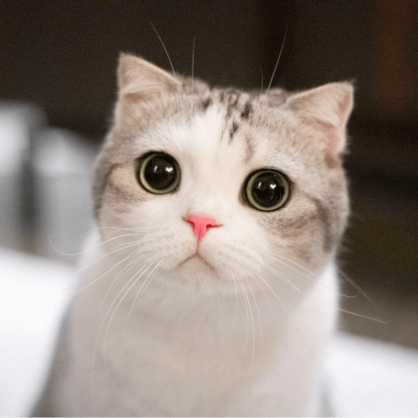 Hide Cssa Github - City Art Collection - Mobile Quality