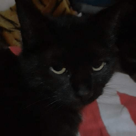 Github Catminyg Yawa - Download Professional Colorful Wallpaper | 8K