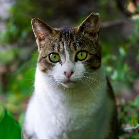 Jirayusrisawat Github Jirayu Github - Premium Gradient Art Gallery - Ultra HD