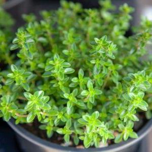 Thymechangh Thyme Github - Best Geometric Textures in Ultra HD