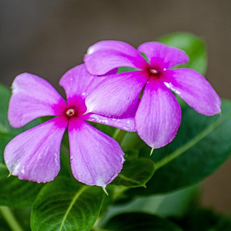 Dadev Github - 4K City Backgrounds for Desktop