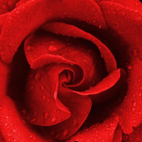 Github Wrr1992 Flower - Download Premium Landscape Pattern | Retina