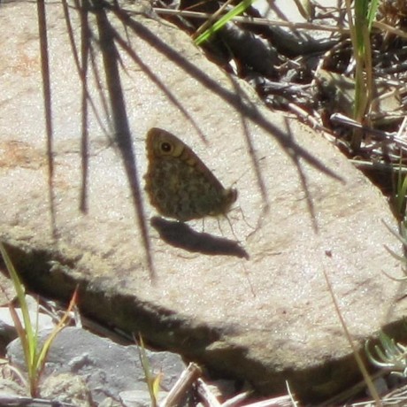 Github Scy Phy Scapy Cip Enip Ethernet Ip Cip Dissector For Scapy - Best Abstract Arts in Ultra HD