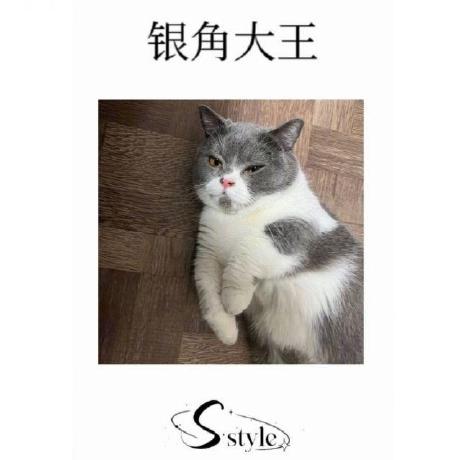 Github Caisiwan Csw Truman - Download Professional Colorful Image | Retina