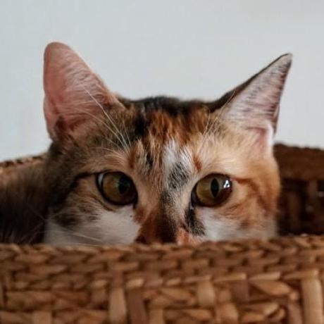 Lien Yu Hsin Github - Premium Geometric Picture Gallery - Mobile