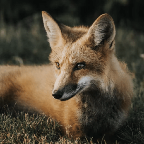 Rmt 33 Gardenia Fox Github - Mountain Illustrations - Elegant Desktop Collection