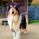 Kits Fujii Github - Premium Mountain Illustration Gallery - 8K