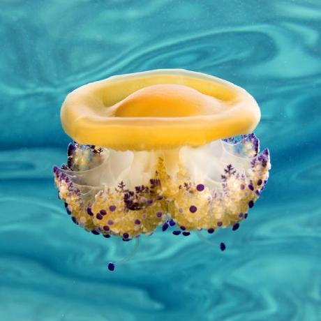 Brantalice Alice Brant Github - High Quality City Wallpaper - 4K