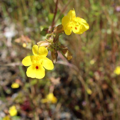 Ferris Labs Github - Ultra HD Gradient Illustrations for Desktop