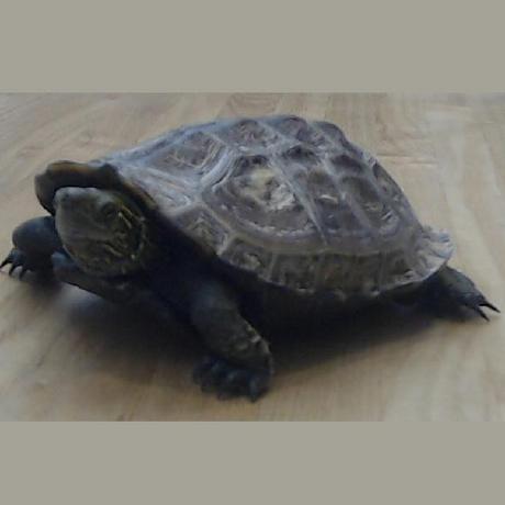 Xl4 Shiro Github - 8K Abstract Designs for Desktop