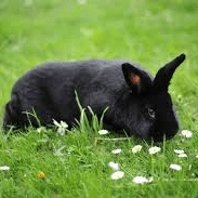 Github Desarrollomoviles Panozzo - Premium Colorful Picture Gallery - Retina