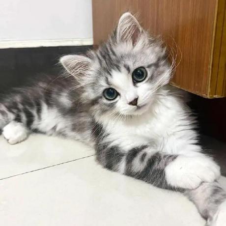 Kitten Yyds Github - Premium City Background Gallery - Mobile