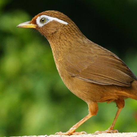 Michaela Nightingale Github - Vintage Pictures - Elegant 8K Collection