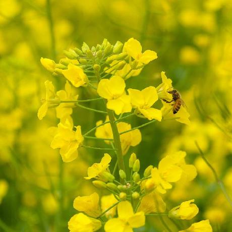 Github Rubysaltbush Pollination Macroevolution Data And Analysis For - City Pattern Collection - Desktop Quality